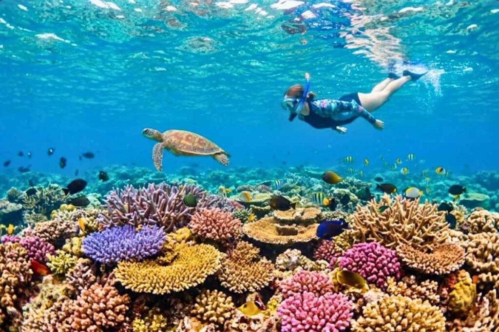 Snorkeler swimming near the Great Barrier Reef, a delicate ecosystem among the 7 natural wonders.
