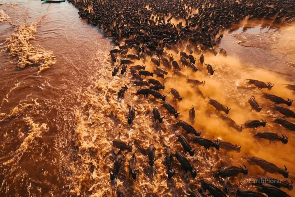 Thousands of wildebeest crossing the Mara River during the Great Migration in Serengeti National Park, Tanzania, one of the best National parks in the World