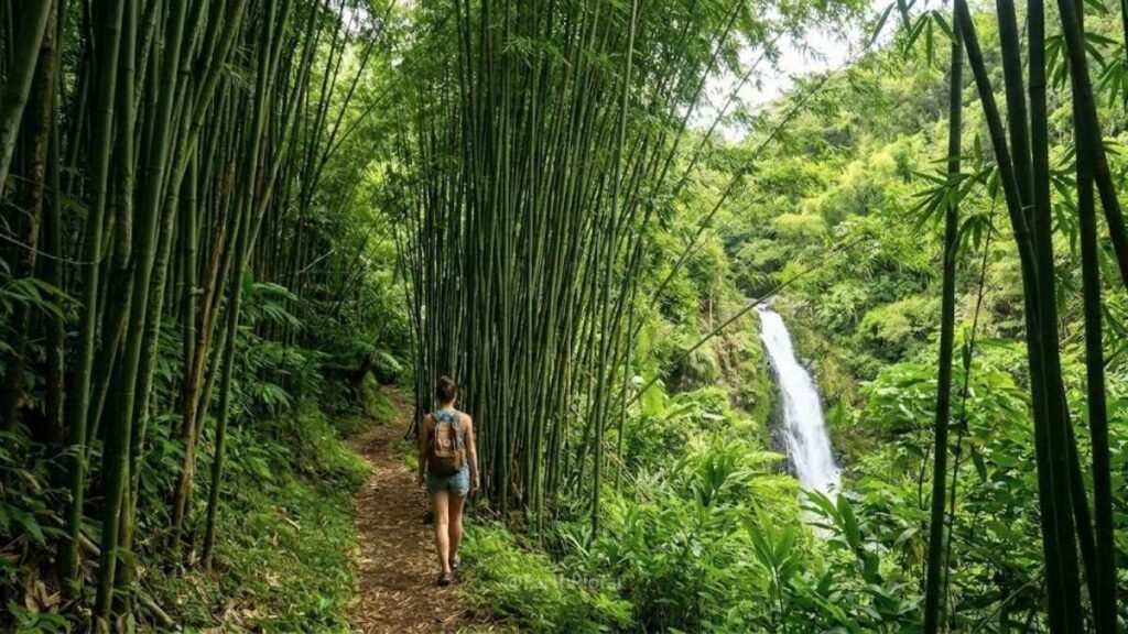 Traveler walking through a dense bamboo forest on the Road to Hana in Maui with a waterfall visible ahead