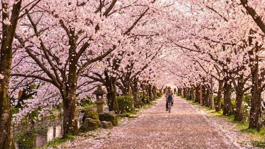 Tunnel of cherry blossom trees in full bloom over a canal path in Japan during peak sakura season spring travel