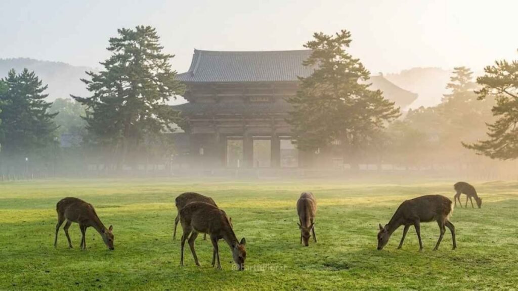Wild sika deer grazing in Nara Park with Todai-ji Temple visible through morning mist, Nara Japan best places to visit