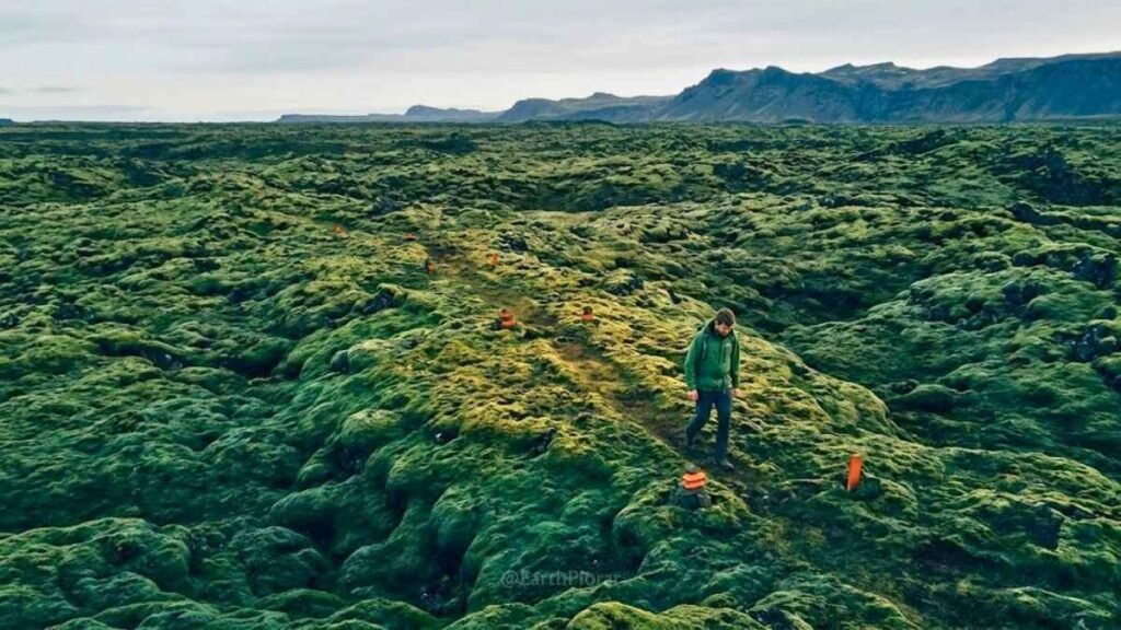 Hiker carefully following marked orange cairn trail through ancient Icelandic lava moss, Responsible Travel guide for the Best Places to Visit in Iceland