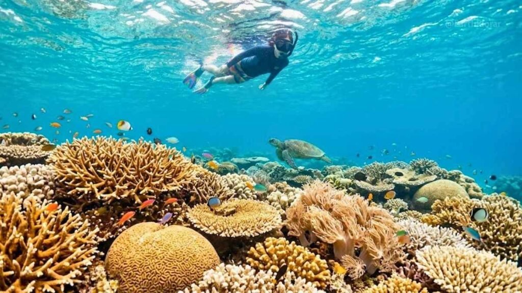 Snorkeler above healthy coral reef in crystal-clear turquoise water, Kerama Islands Okinawa Japan sustainable diving